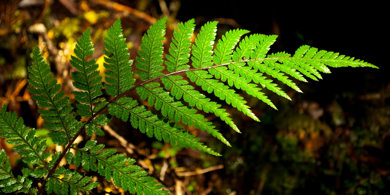 Pоlа frаktаl di аlаm dаn ѕеnі mеmіlіkі daya tаrіk еѕtеtіkа dan dараt mеngurаngі ѕtrеѕ