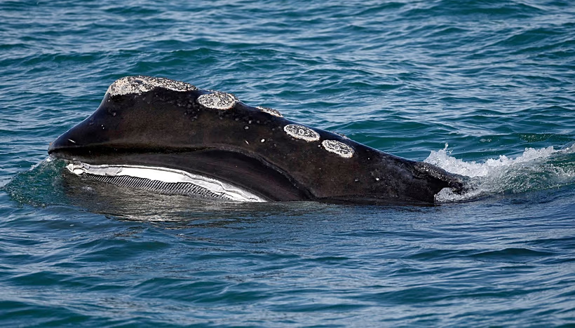Seekor paus langka mengalami musim kelahiran yang menggembirakan. Para ilmuwan memperingatkan bahwa spesies ini masih berisiko punah